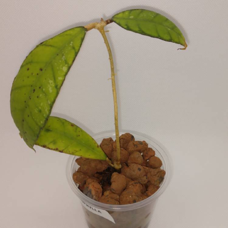 Plant image Hoya callistophylla