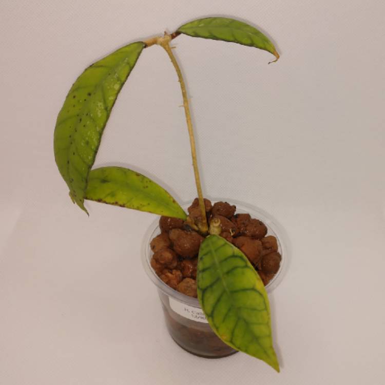 Plant image Hoya callistophylla