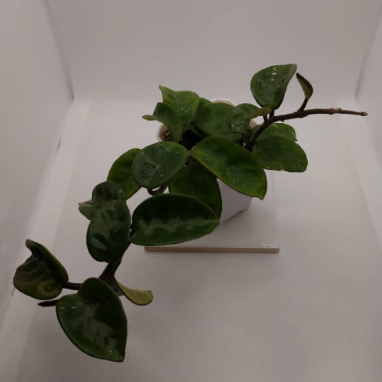 Plant image Hoya Carnosa 'Krinkle 8'