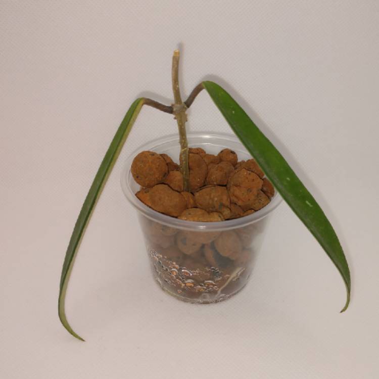 Plant image Hoya shepherdii
