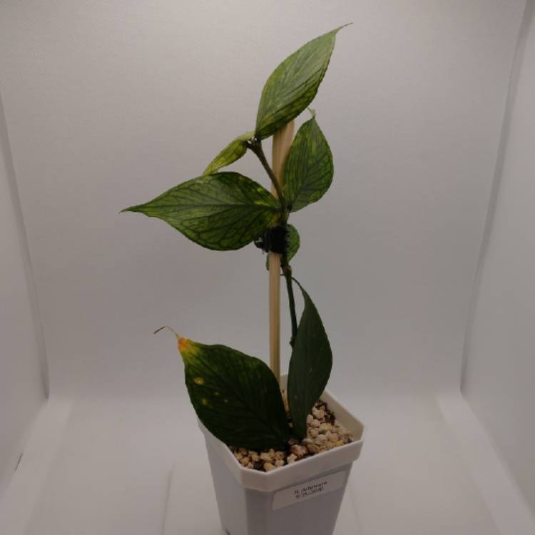 Plant image Hoya Polyneura