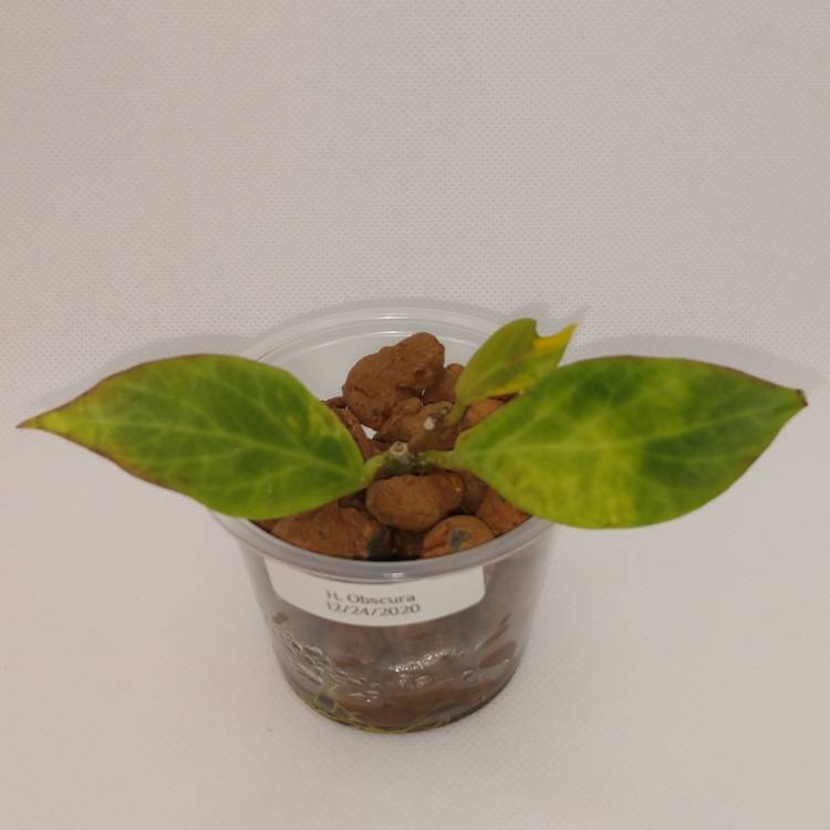 plant image 1443892