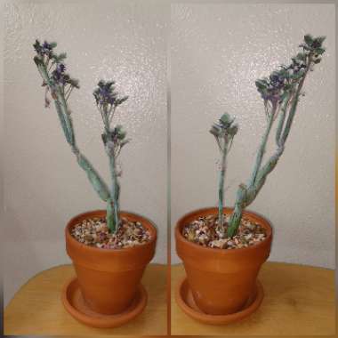 Senecio articulatus