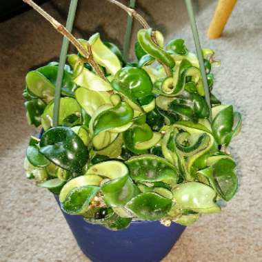Hoya carnosa 'Compacta'