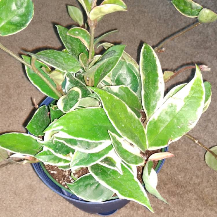 Plant image Hoya carnosa 'Rubra'