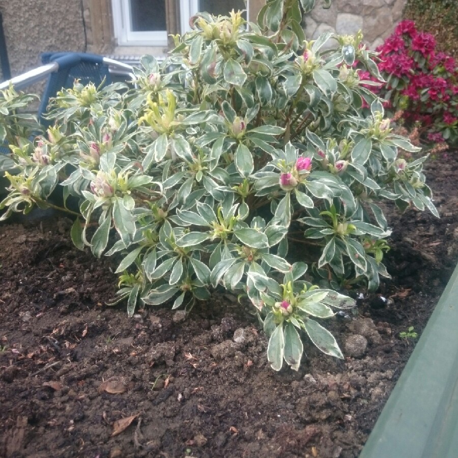 Plant image Rhododendron japonica 'Silver Queen'