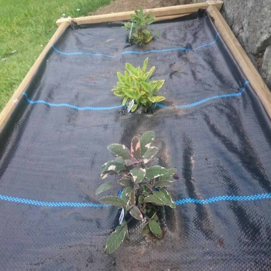 Jeremy's garden