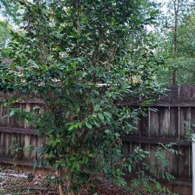 Camellia 'Black Tie'