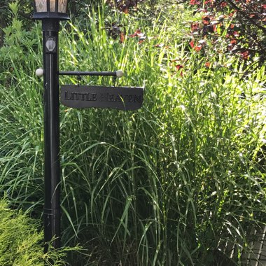 Miscanthus sinensis 'Zebrinus'