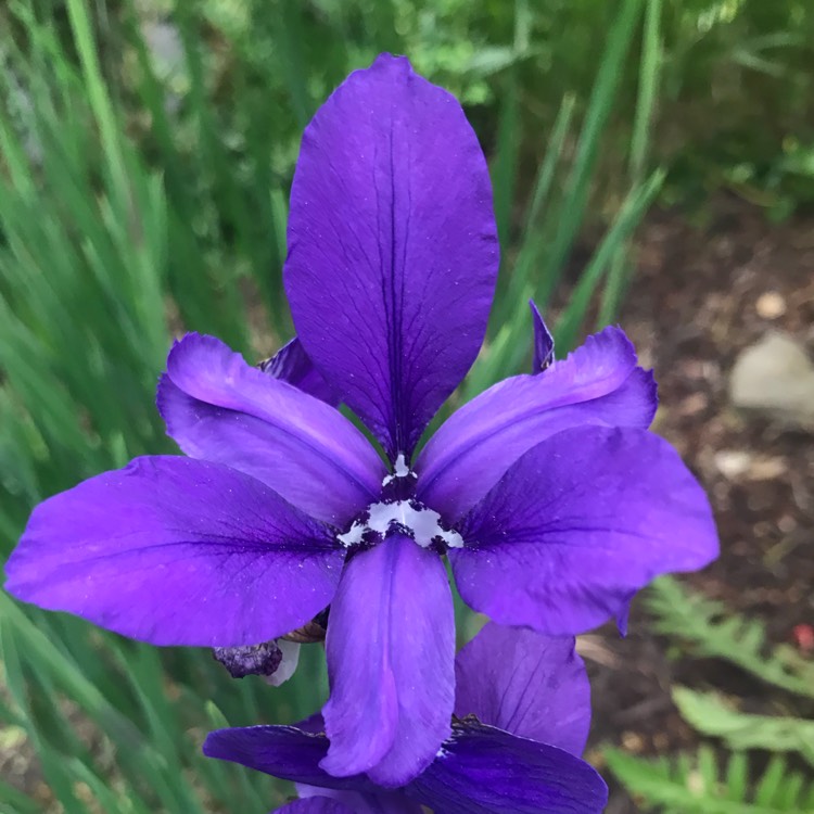 Plant image Iris x hollandica 'Sapphire Beauty'