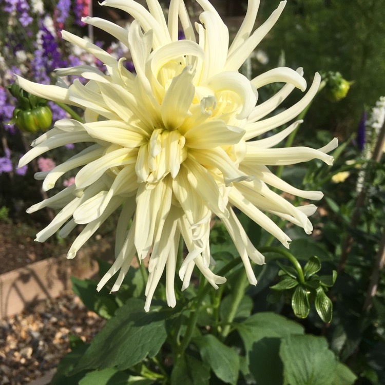 Plant image Dahlia 'My Love'