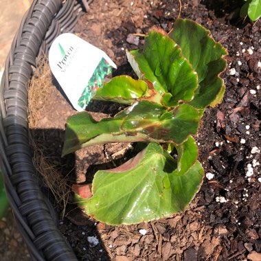Begonia 'Dragon Wing Red'