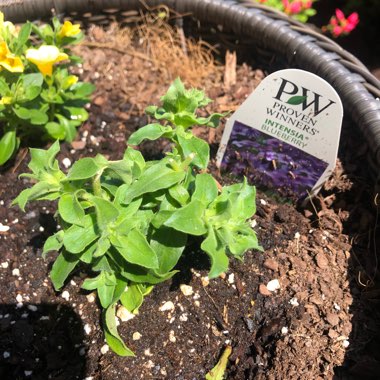 Phlox 'Intensia Blueberry'