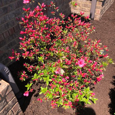 Rhododendron 'Cary Ann'