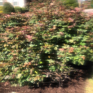 Rose 'Knock Out' (Shrub)