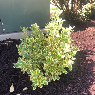 Golden Euonymus