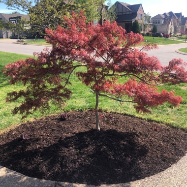 Japanese Maple
