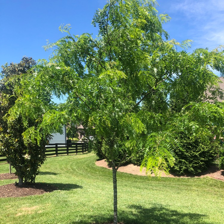 plant image 1316654