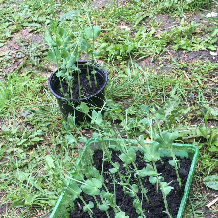 plant image 502954