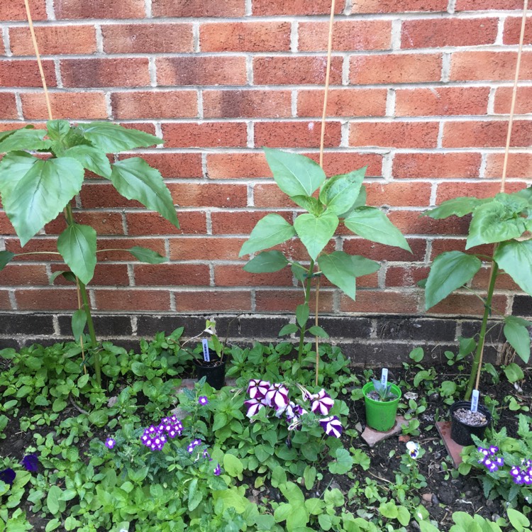 plant image 503669