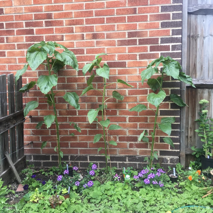 plant image 523176