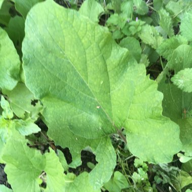 Greater Burdock