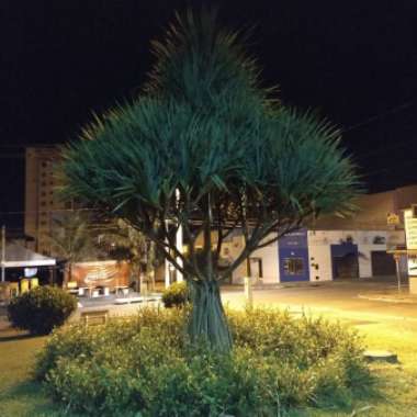 Cabbage Tree