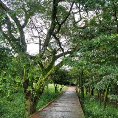 jhan's garden