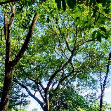 jhan's garden