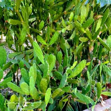 jhan's garden