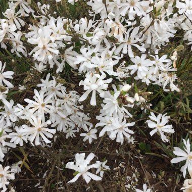 Magnolia stellata