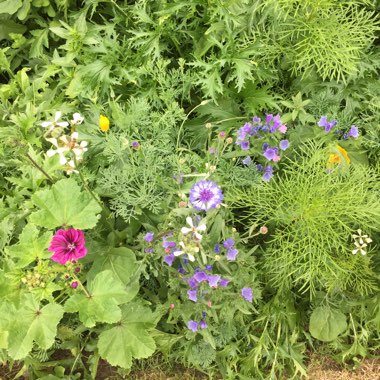 James's garden