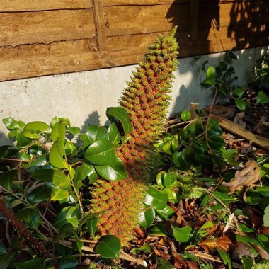 James's garden