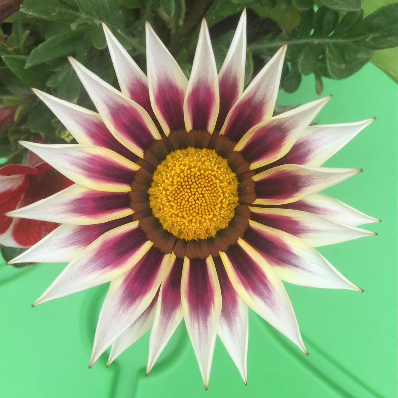 Treasure Flower
