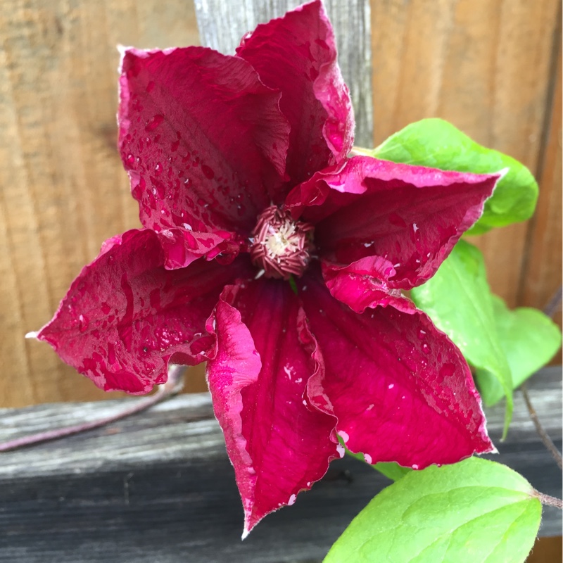 Clematis 'Red Cardinal'