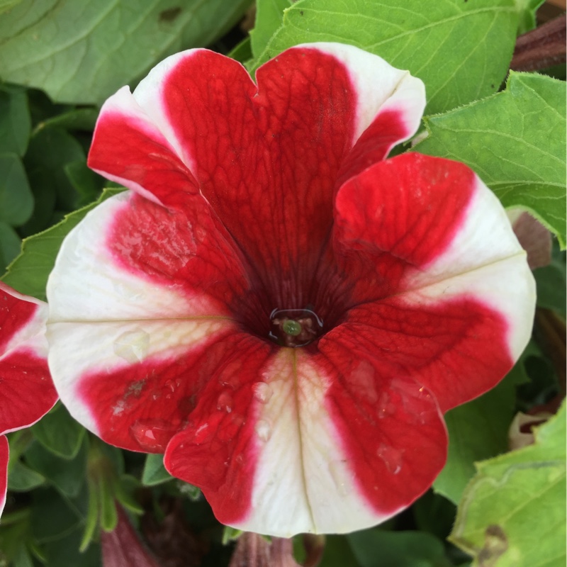 Petunia
