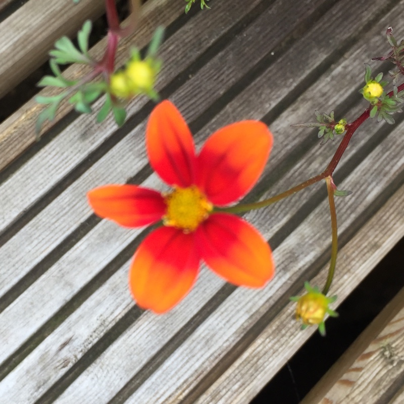 Plant image Bidens 'Hawaiian Flare Orange Drop'