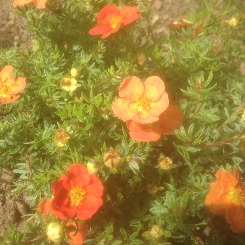 Plant image Potentilla fruticosa 'Elizabeth'