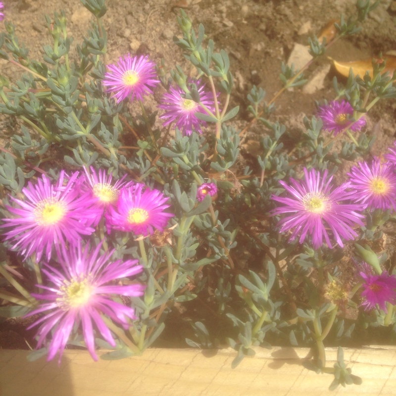 Plant image Carpobrotus acinaciformis