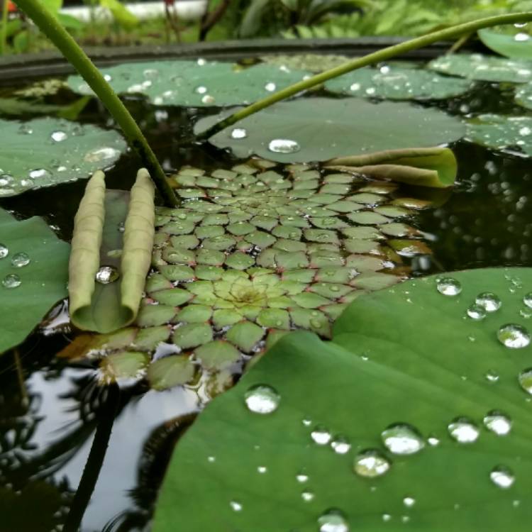 plant image 827404