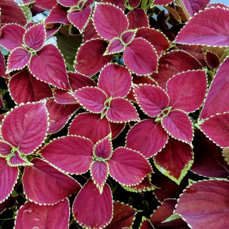 Plant image Plectranthus scutellarioides 'Versa Crimson Gold'