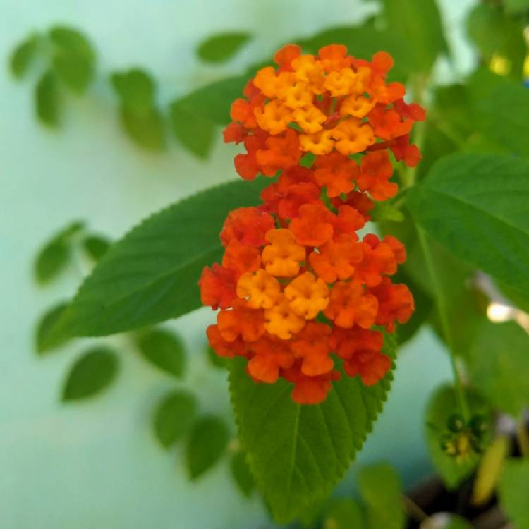 Plant image Lantana camara 'Miss Huff'