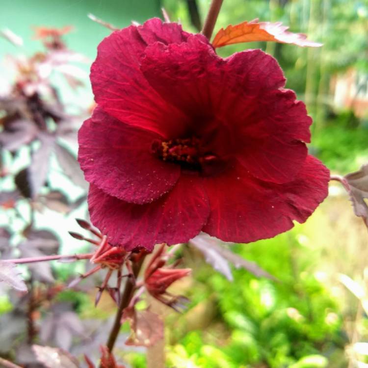 Plant image Hibiscus acetosella