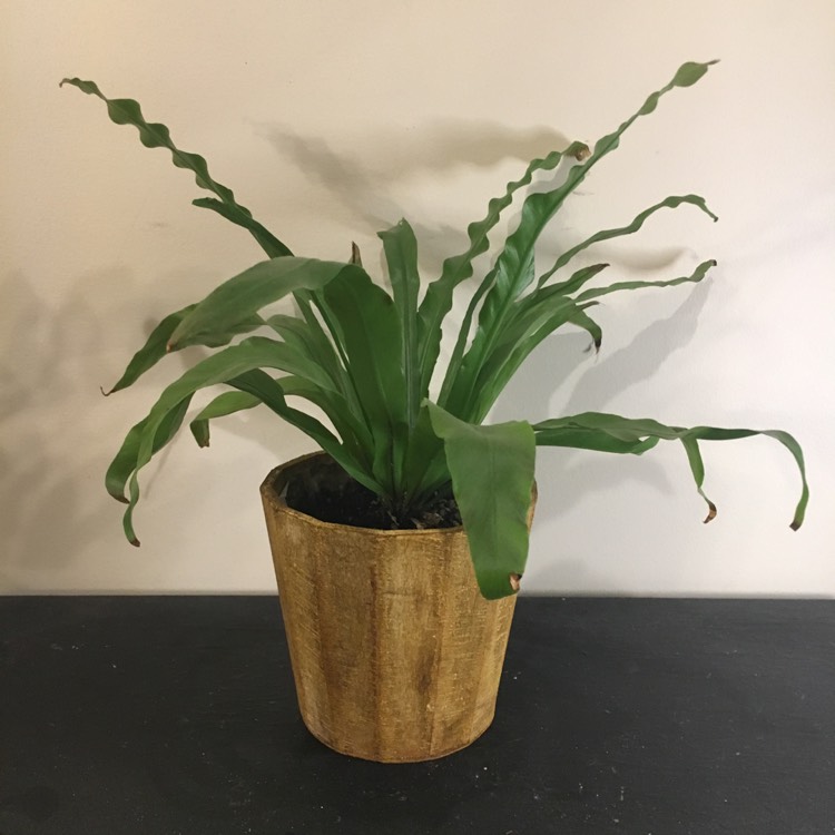 Plant image Asplenium Manila