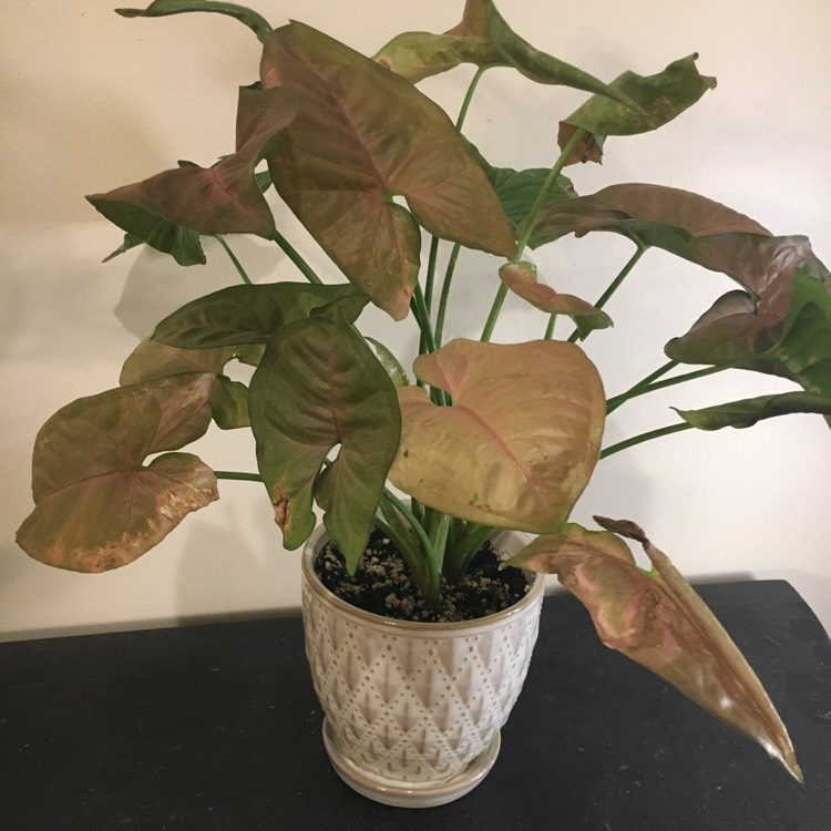 Plant image Syngonium 'Strawberry'