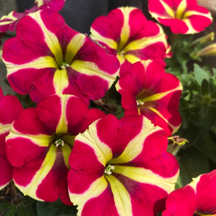 plant image 1063632
