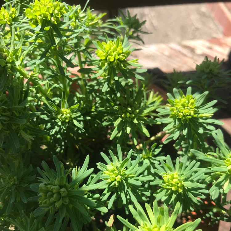 plant image 1252862
