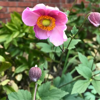 Anemone hupehensis syn. Anemone scabiosa