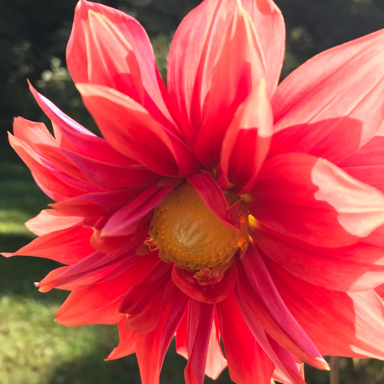plant image 556217
