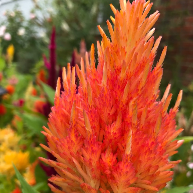 plant image 556410